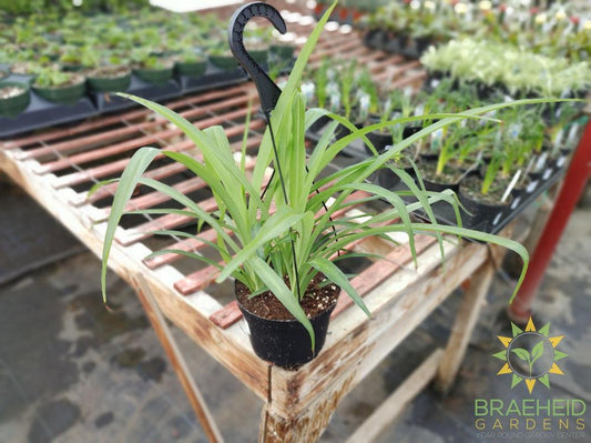 Green Spider Plant Hanging Basket