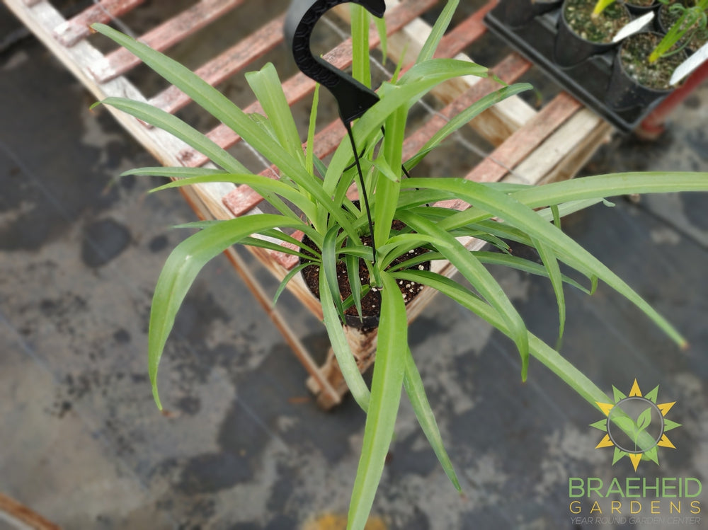 Green Spider Plant Hanging Basket