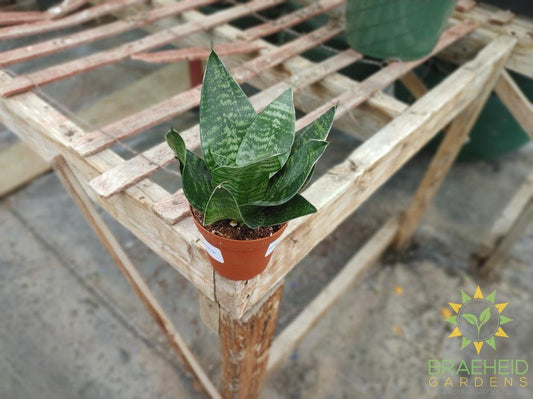 Hahnii Sansevieria- Bird's Nest