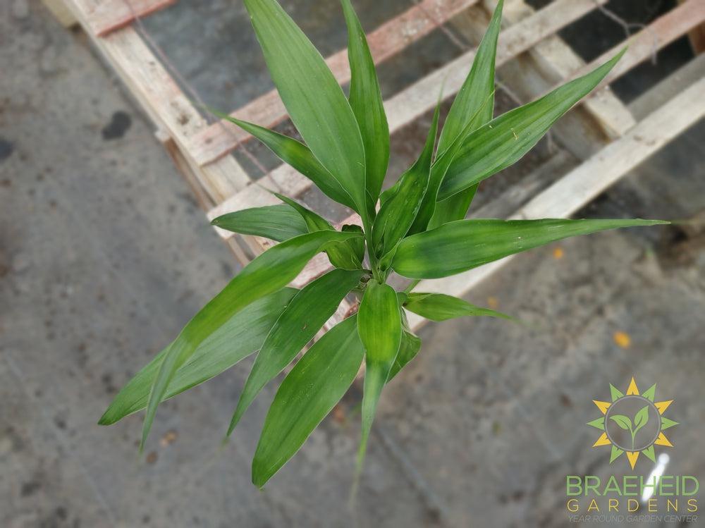 Mini Twist - Dracaena Sanderiana