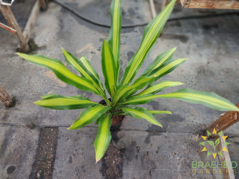 Large Dracaena Giganta - No Ship -