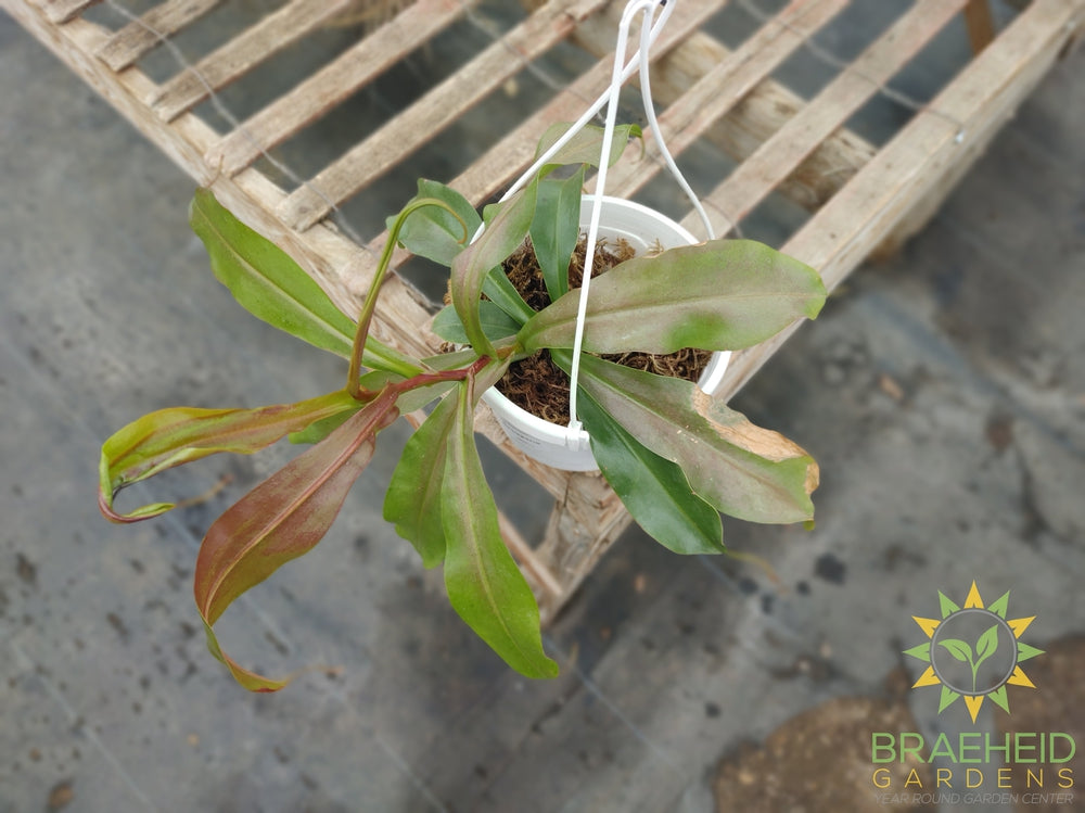 Nepenthes Hanging Basket - Pitcher Plant
