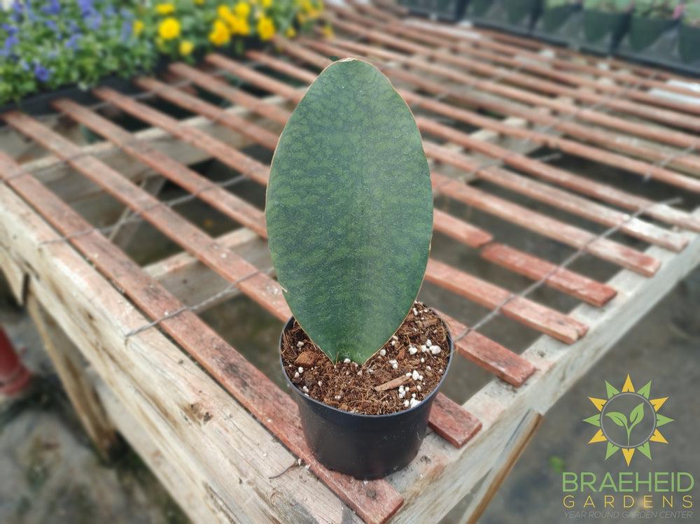 Whale Fin Sansevieria