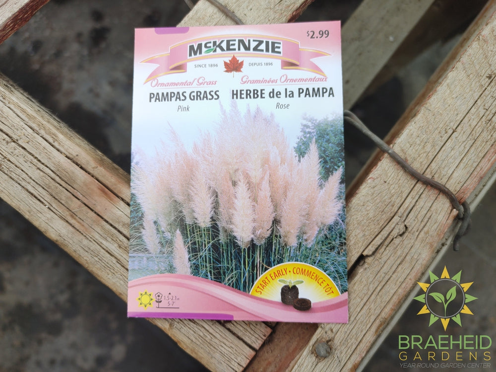 Pampas Grass Pink Mckenzie Seed
