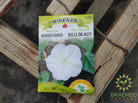 Moonflower Mckenzie Seed