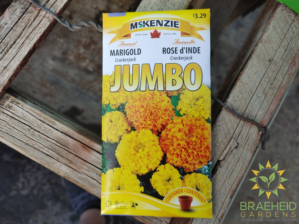 Marigold crackerjack Jumbo Mckenzie Seed