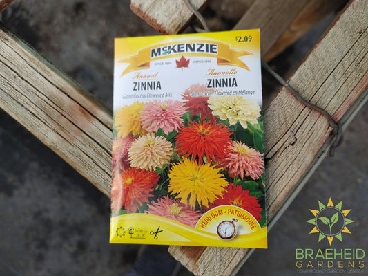 Zinnia Giant Cactus Flowered Mix Mckenzie Seed