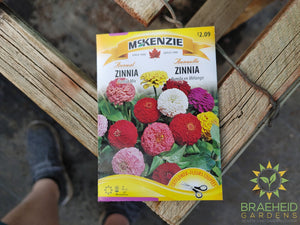 Zinnia Pumila Mix Mckenzie Seed