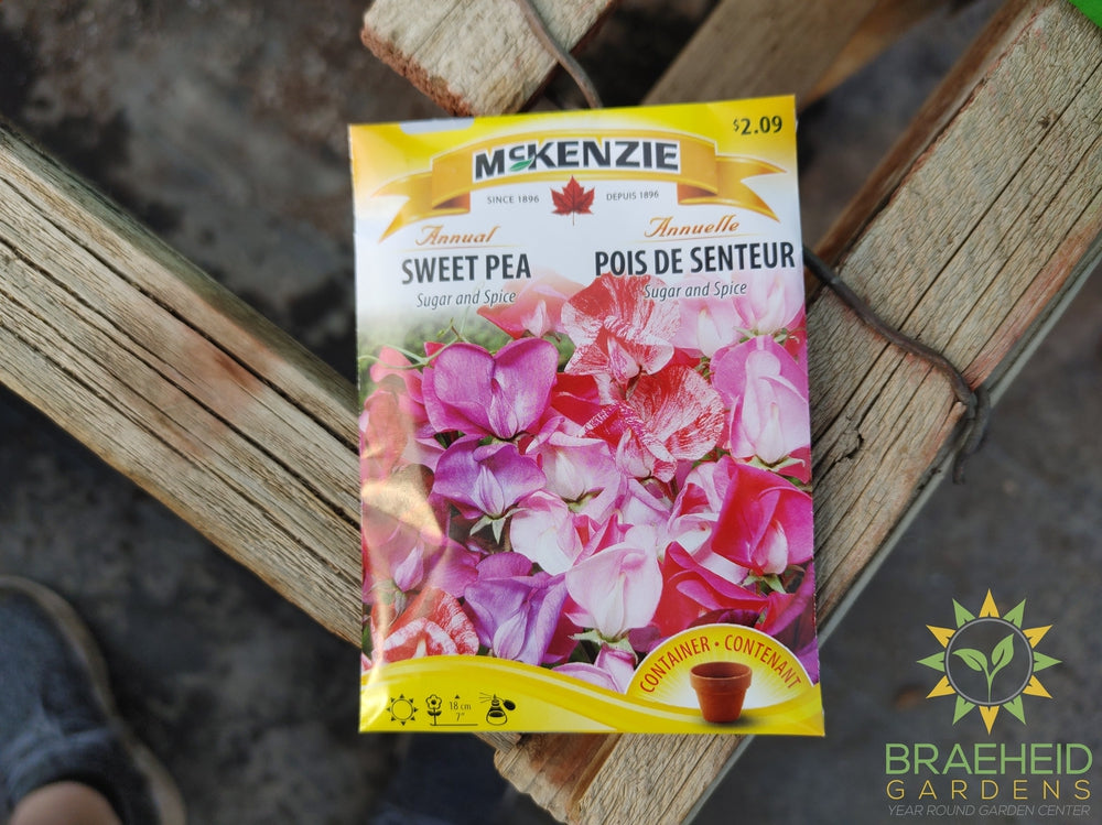 Sweet Pea Sugar and Spice Mckenzie Seed