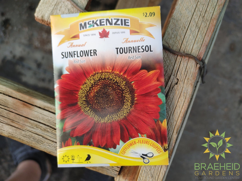 Sunflower Red Sun Mckenzie Seed