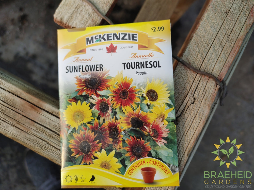 Sunflower Paquito Mckenzie Seed