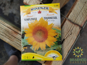 Sunflower Golden Hedge Mckenzie Seed
