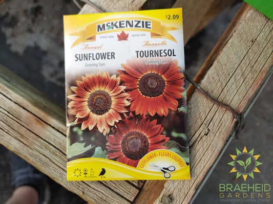 Evening Sun Sunflower Mckenzie Seed