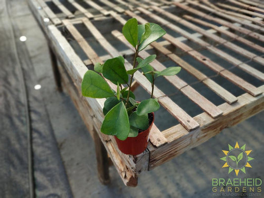 Ficus Triangularis Green