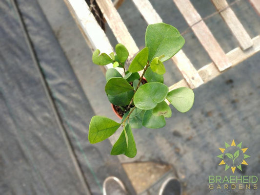 Ficus Triangularis Green
