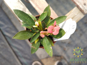 Crown of thorns