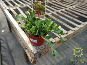 Cascading Jade Hanging Basket