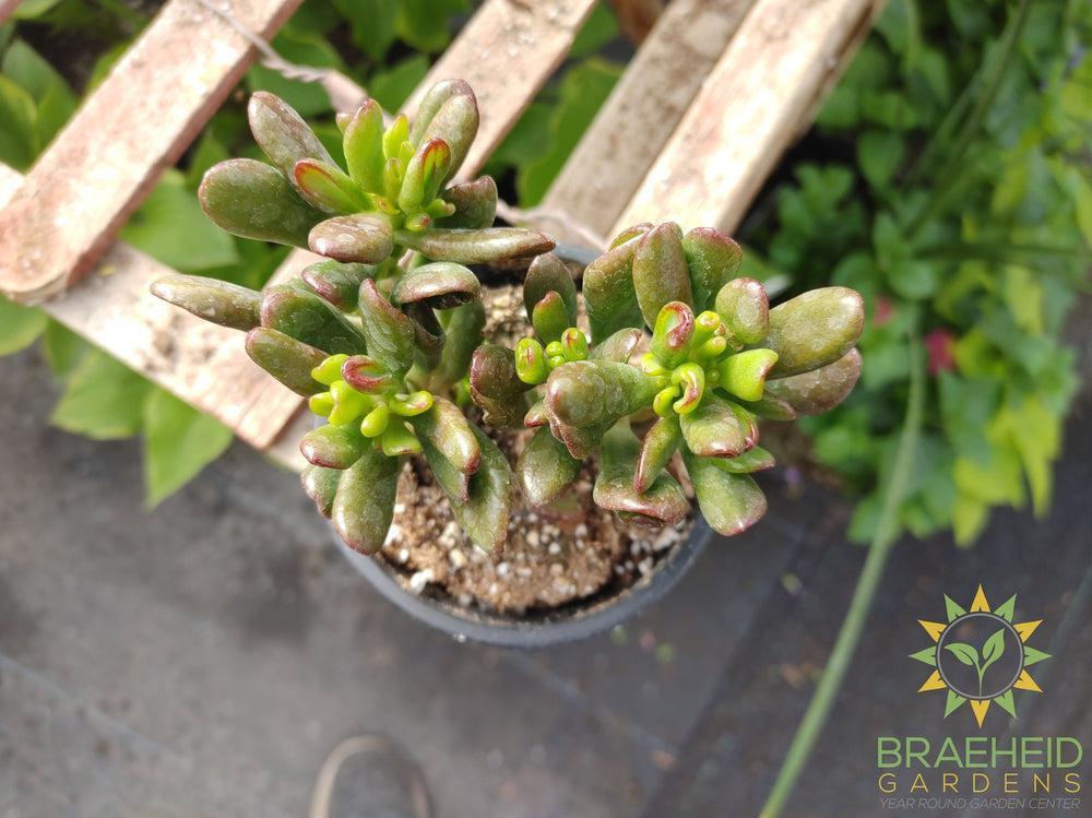 gandalf jade plant Gandalf Jade – Braeheid Gardens Ltd