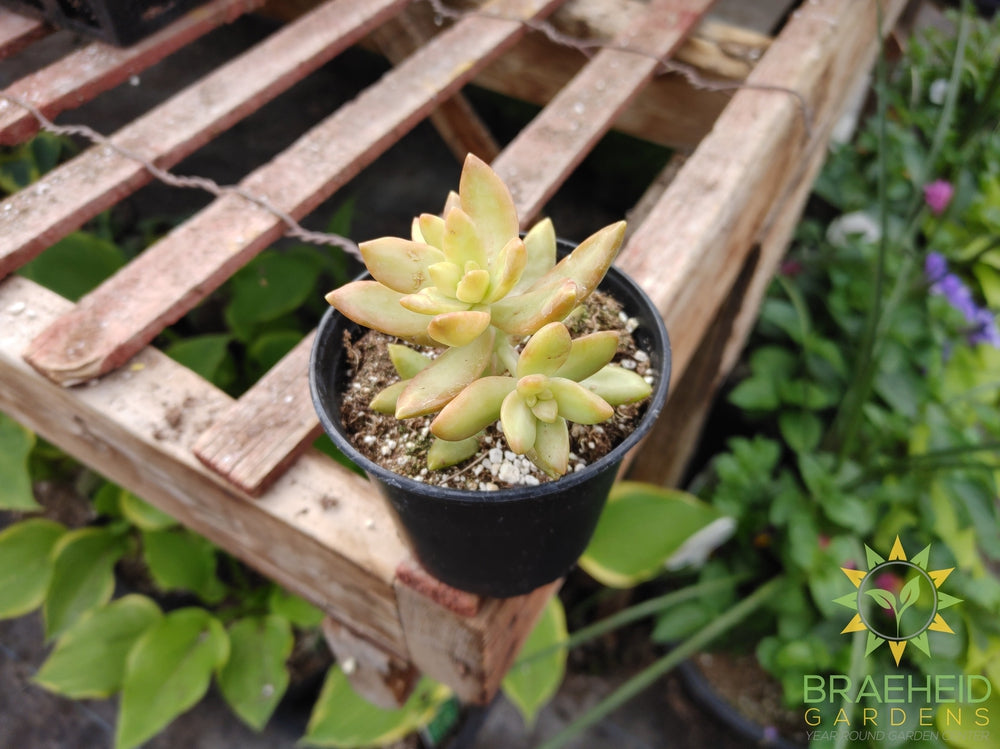 Coppertone Sedum