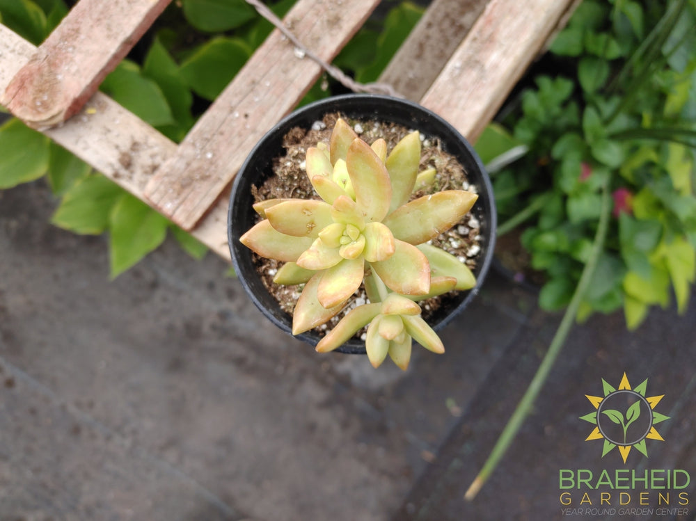 Coppertone Sedum