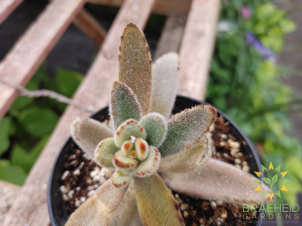 chocolate soldier Kalanchoe tomentosa