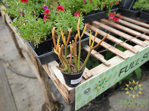 Firesticks
