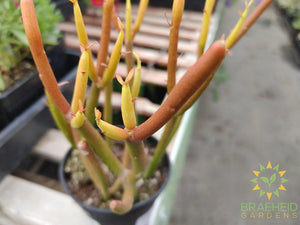 Firesticks