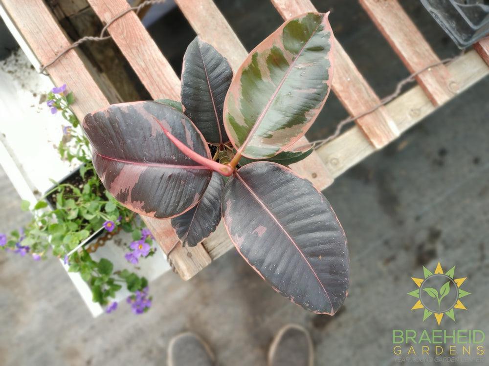 Ruby Robutsa Ruby Rubber Tree - Ficus Robusta Ruby – Braeheid Gardens Ltd.