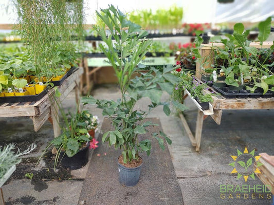 Fishtail Palm - NO SHIP