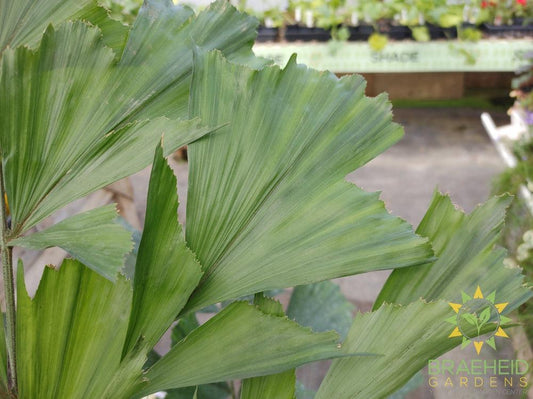 Fishtail Palm - NO SHIP