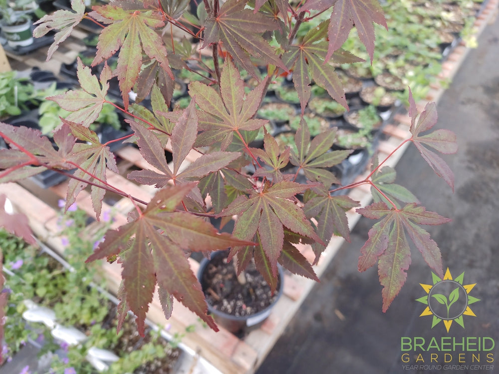 Japanese Maple Bonsai - NO SHIP -