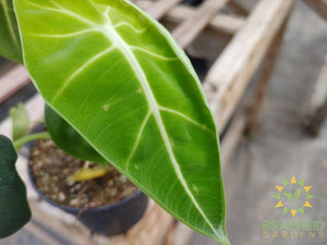 Alocasia Frydek