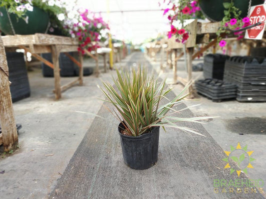 Large Dragon Tree Colorama -NO SHIP-