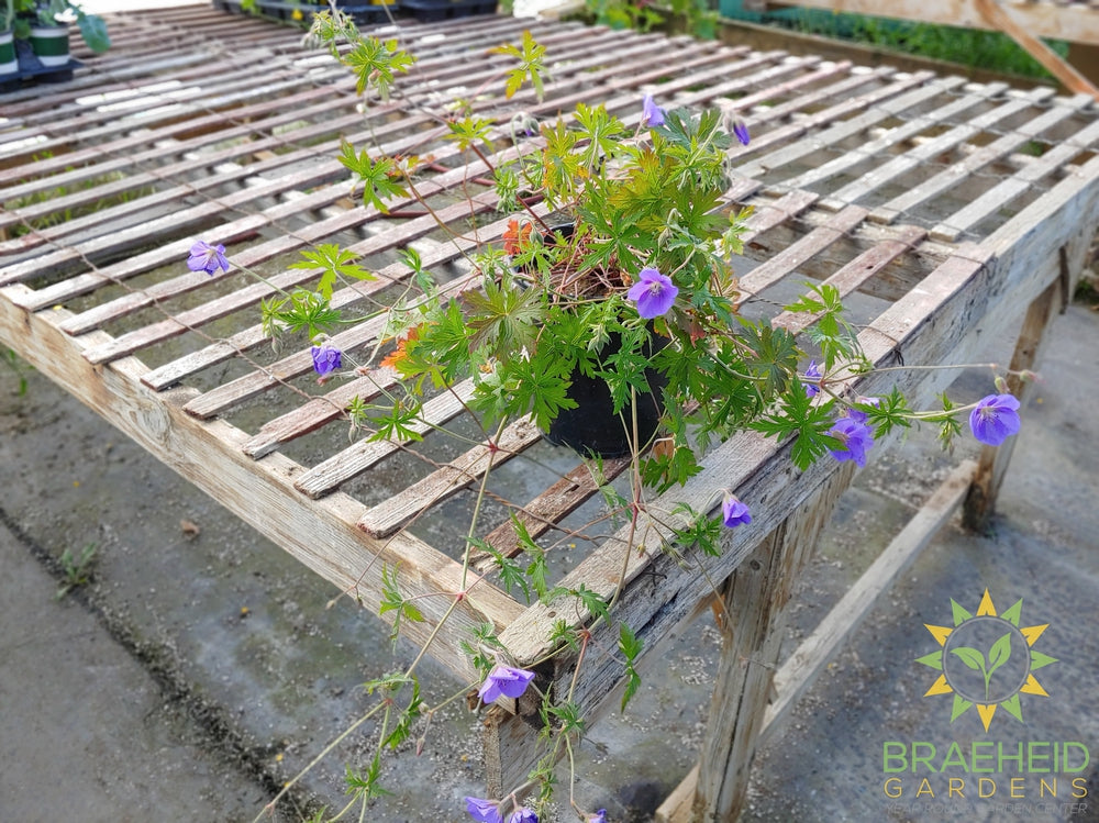 Geranium 'Brookside' Cranesbill -NO SHIP-