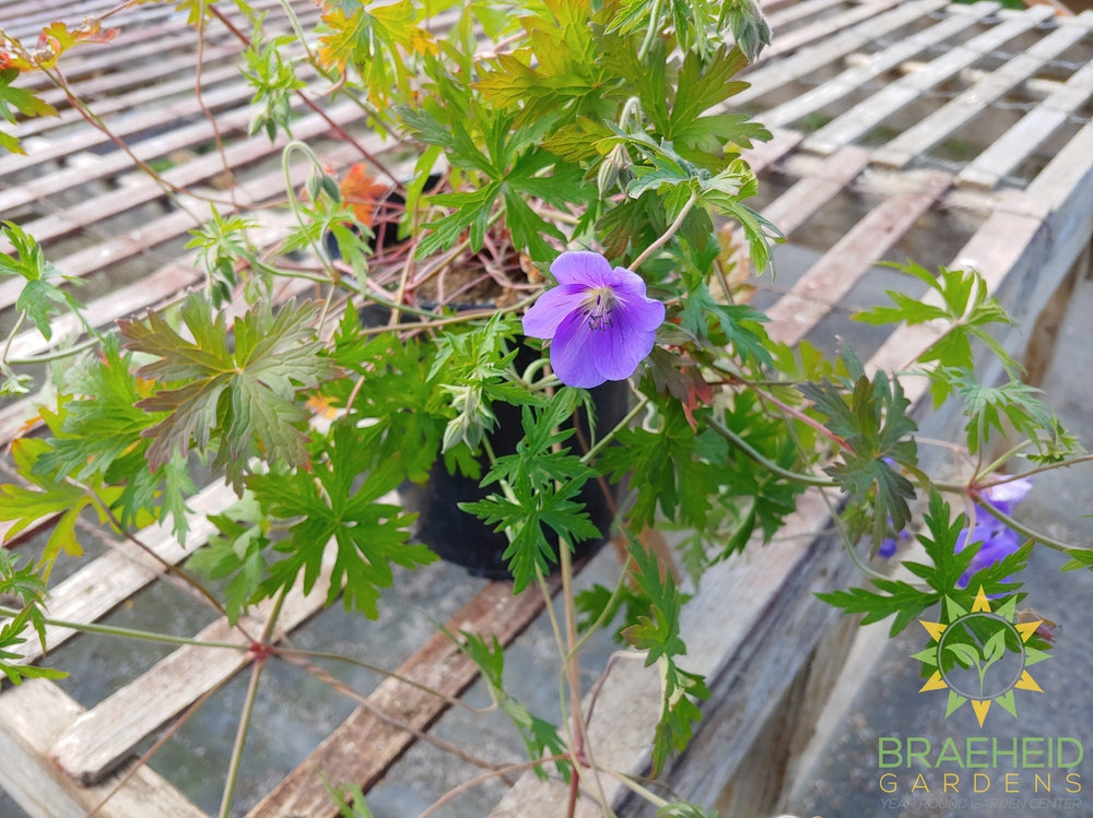 Geranium 'Brookside' Cranesbill -NO SHIP-