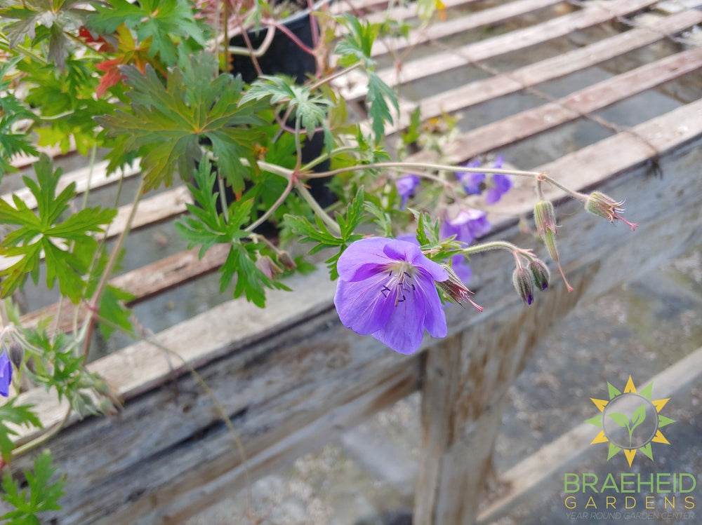 Geranium 'Brookside' Cranesbill -NO SHIP-