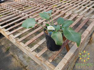 Hosta 'Halcyon' -NO SHIP -