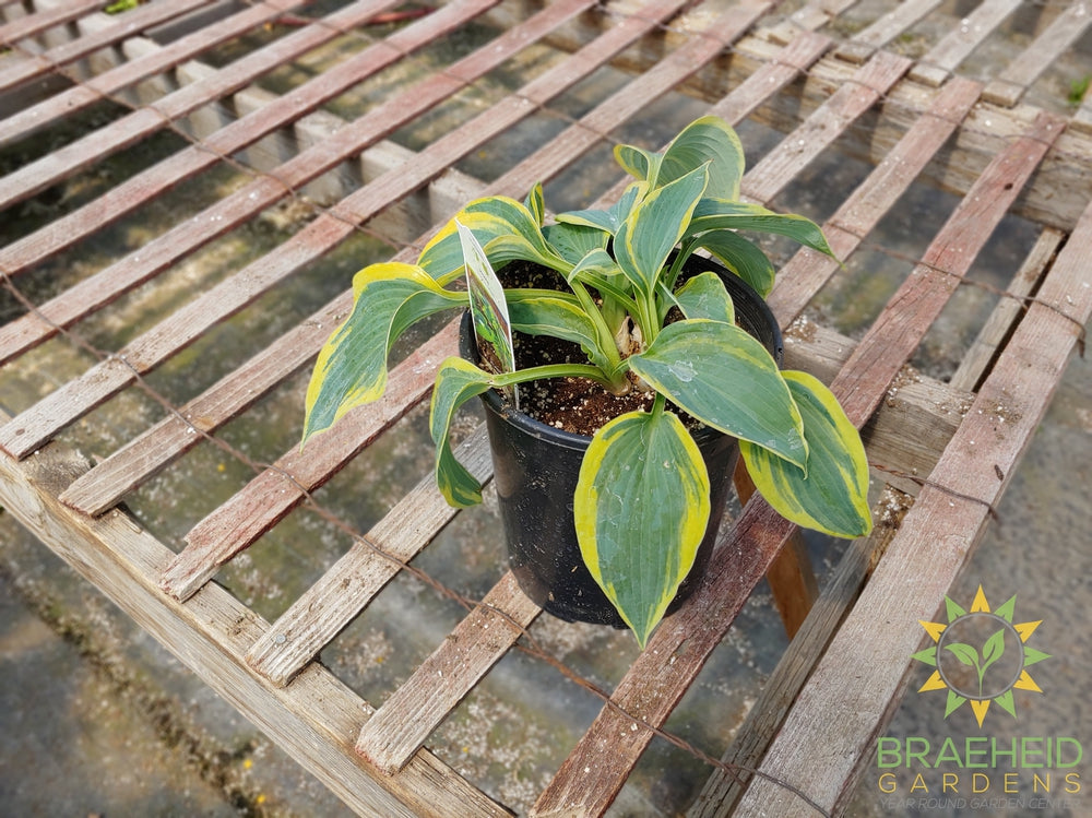 Hosta 'Tootie Mae' - NO SHIP -
