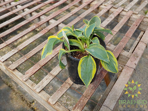 Hosta 'Tootie Mae' - NO SHIP -