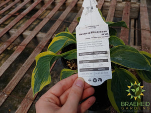 Hosta 'Tootie Mae' - NO SHIP -