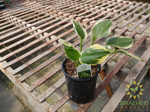 Hosta 'Twilight' -NO SHIP -