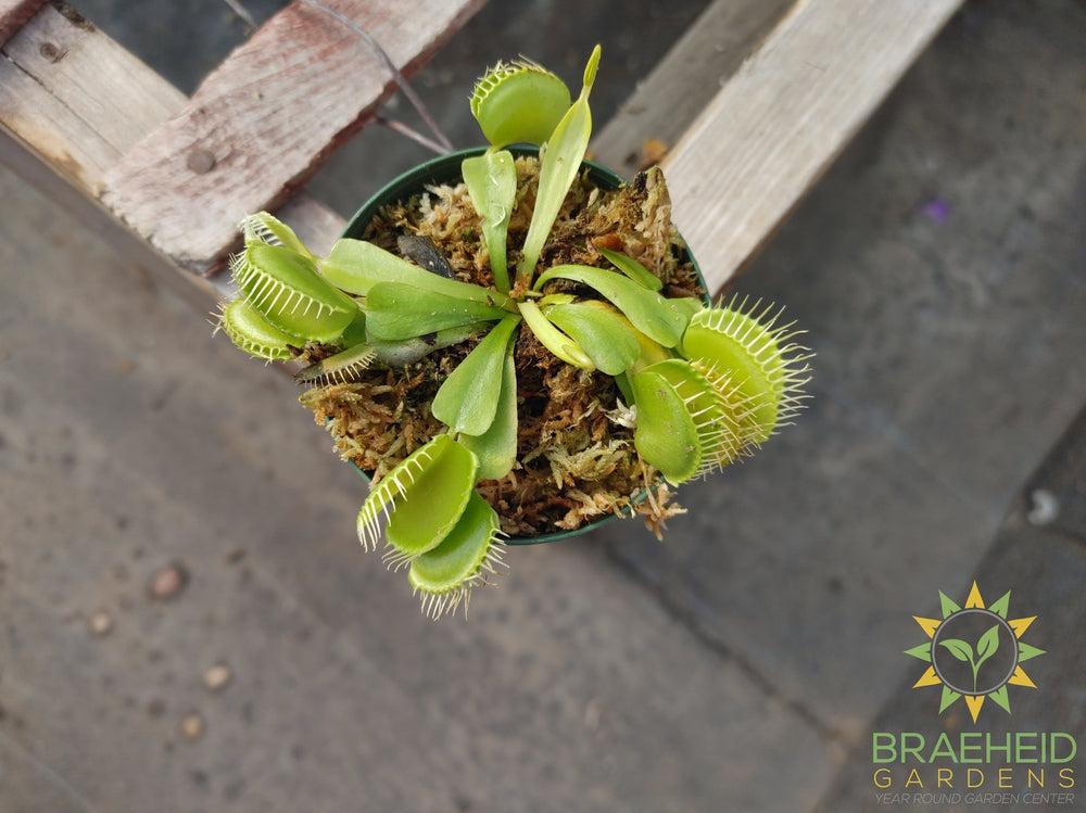 Venus Fly Trap