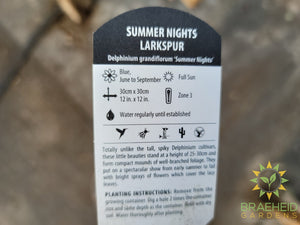 Delphinium Larkspur 'Summer Nights' -NO SHIP-