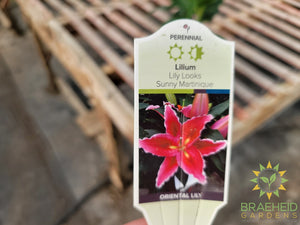 Oriental Lily 'Sunny Martinique' - NO SHIP -