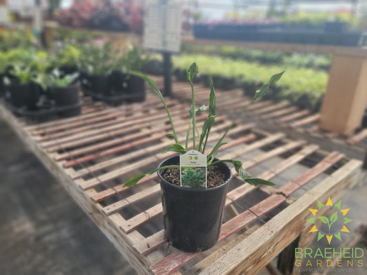 Hosta 'Praying Hands' - NO SHIP -