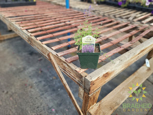 Herb Nepeta Catmint 'Junior Walker™'  -NO SHIP-
