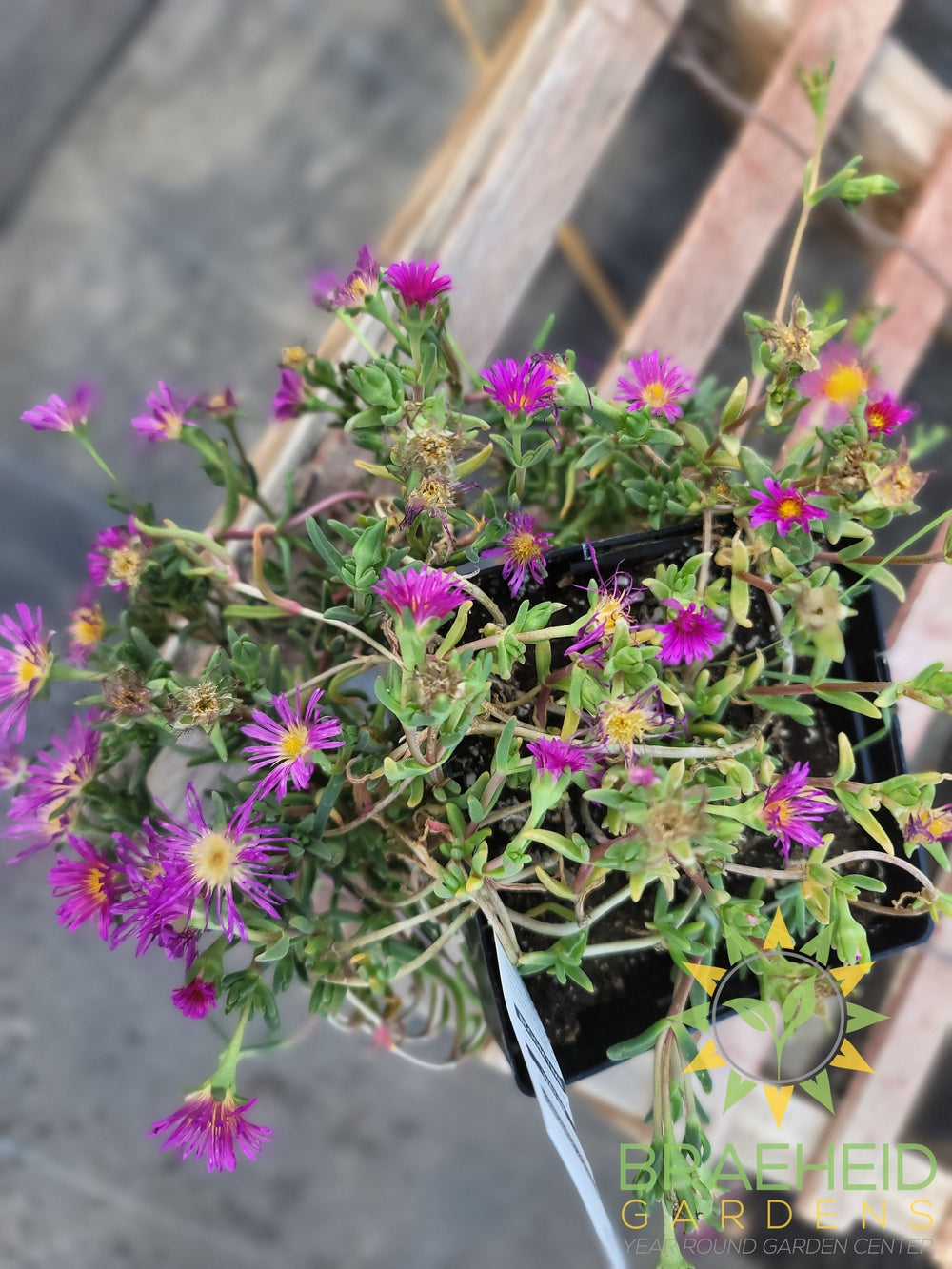 Delosperma 'Delmara™ Pink Ice Plant ' -No Ship-