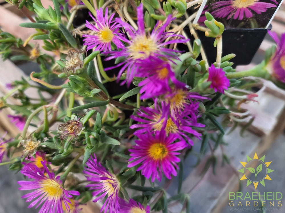 Delosperma 'Delmara™ Pink Ice Plant ' -No Ship-