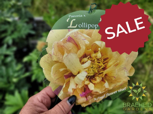 Lollipop Itoh Peony - NO SHIP -