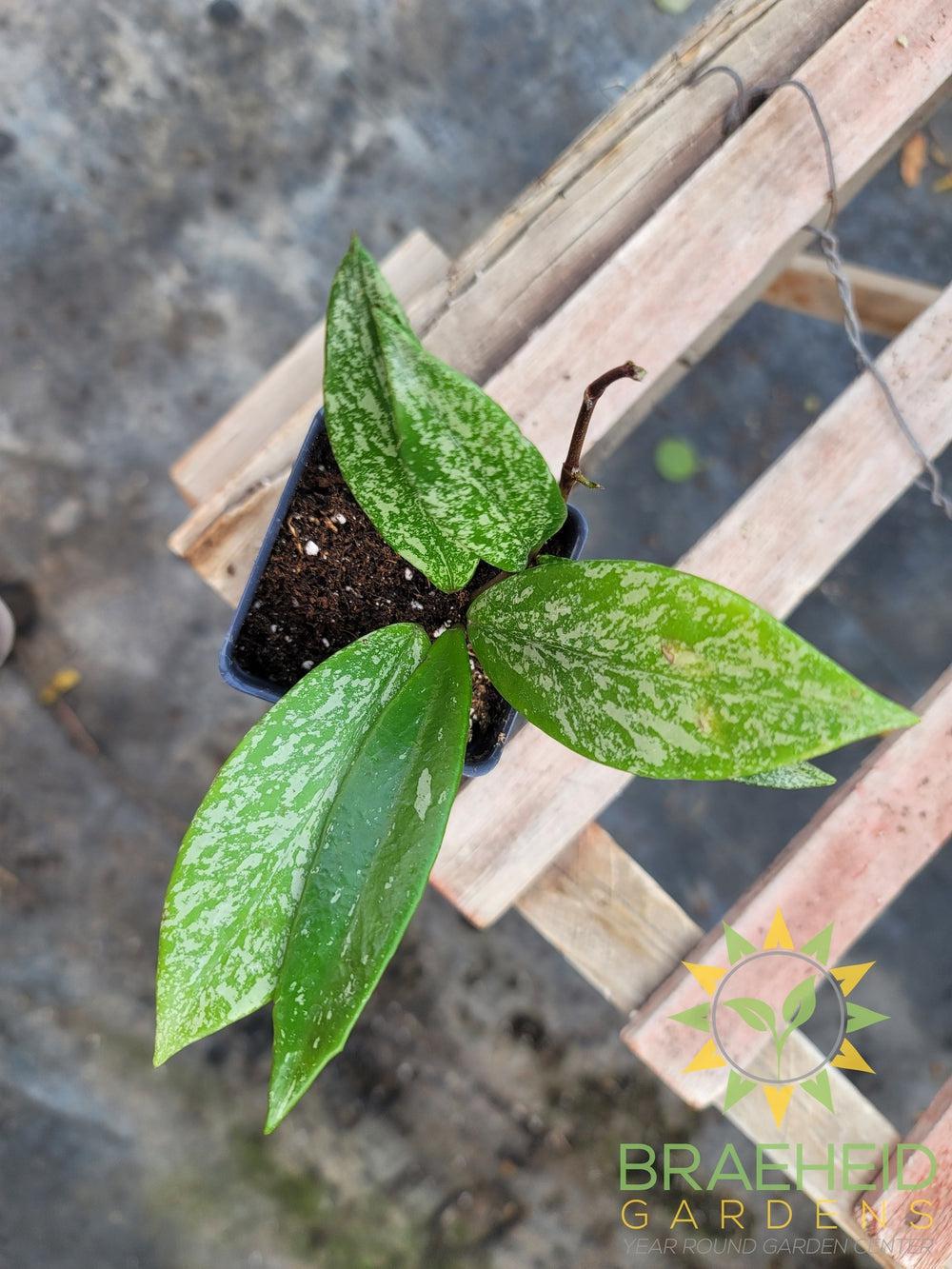 Hoya Pubicalyx Splash (Mystery Flower)